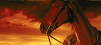 War Horse